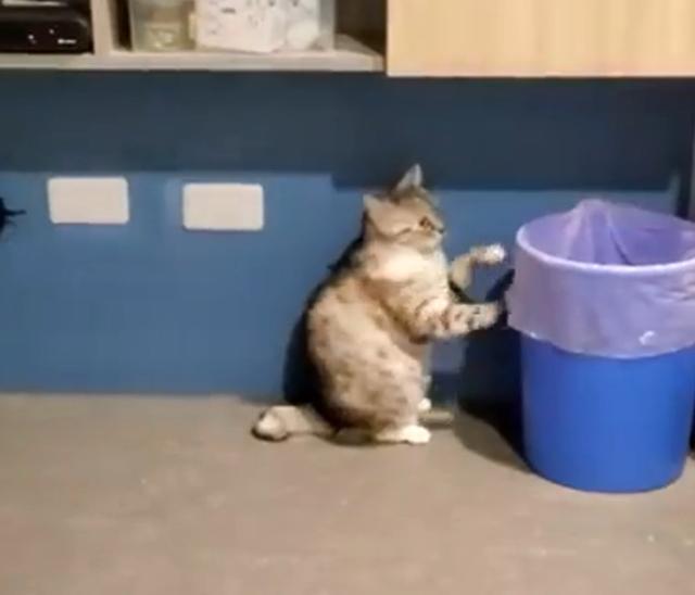 肚子饿了好生气,猫咪殴打垃圾桶泄愤:铲屎官咋还不开饭
