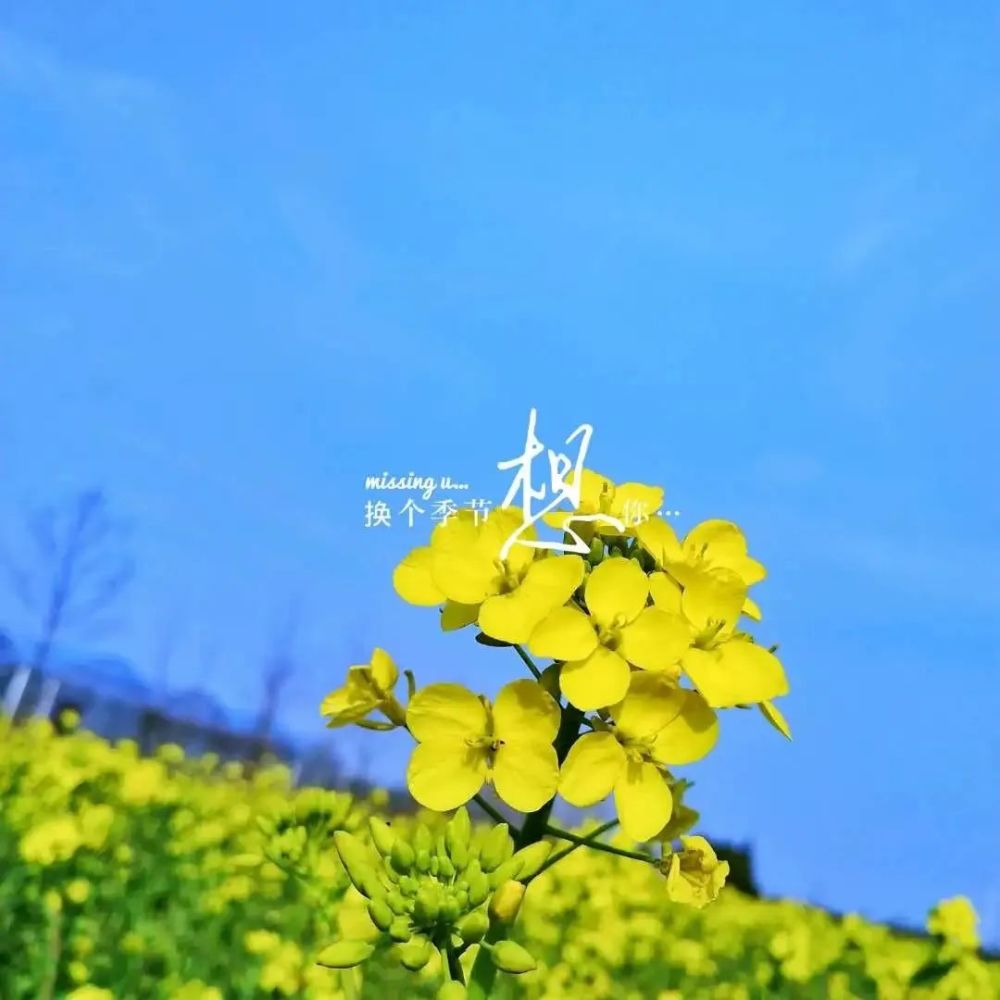 宝丰龙王沟油菜花节开幕!黄花铺地映春来