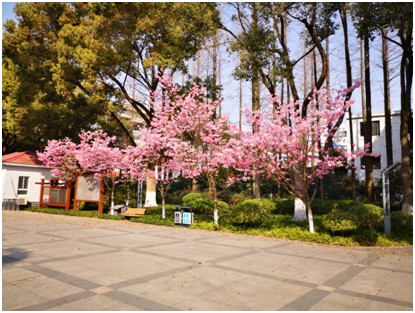 上海各大公园的樱花盛开!虽然不能出门但是我们可以线