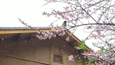 一场春雪,惊了桃红.