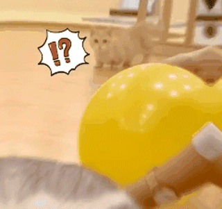 猫的p能有多强气球都能给它吹爆