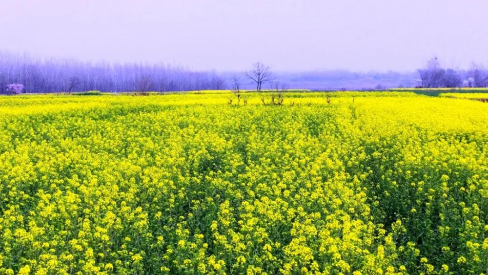 油菜花,油菜花海,西安,陕西省西安市,长安区,洋县