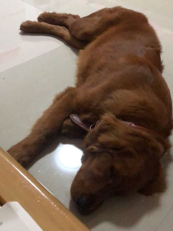 金毛在家出不去,它只能睡觉,睡的心情都不好了