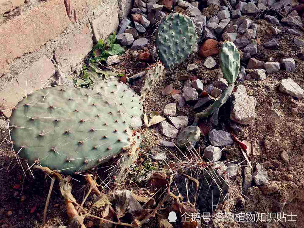 仙人球,多肉植物,盆栽,绿植,花卉