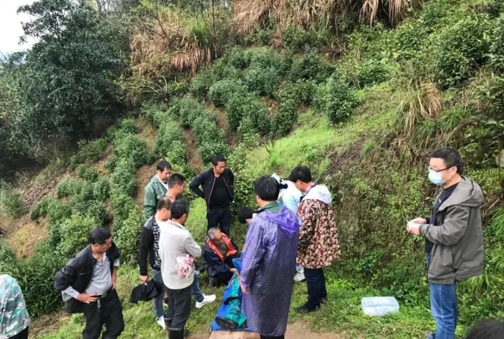 不幸!歙县一村民上山采茶遭遇雷击死亡