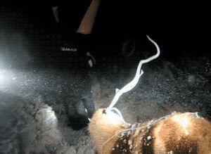 海参濒危了?市面上的是