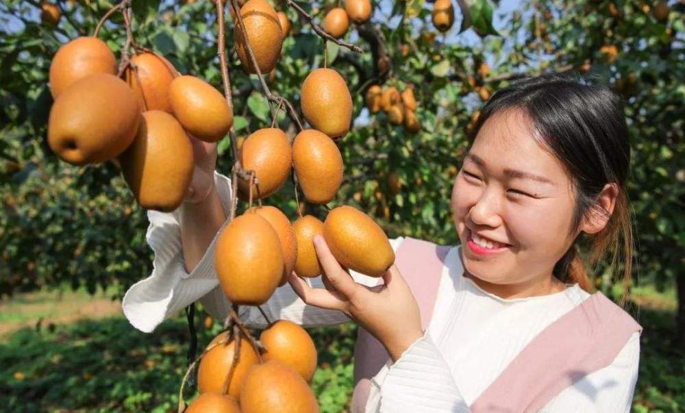 一,金珠果特性