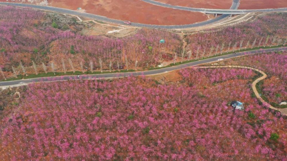 东山公园,樱花,樱花大道,樱花园,保山,5a级景区