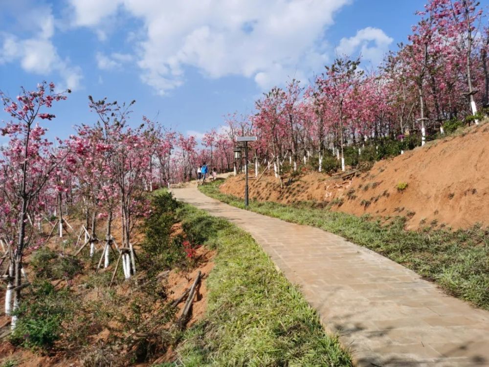 东山公园,樱花,樱花大道,樱花园,保山,5a级景区