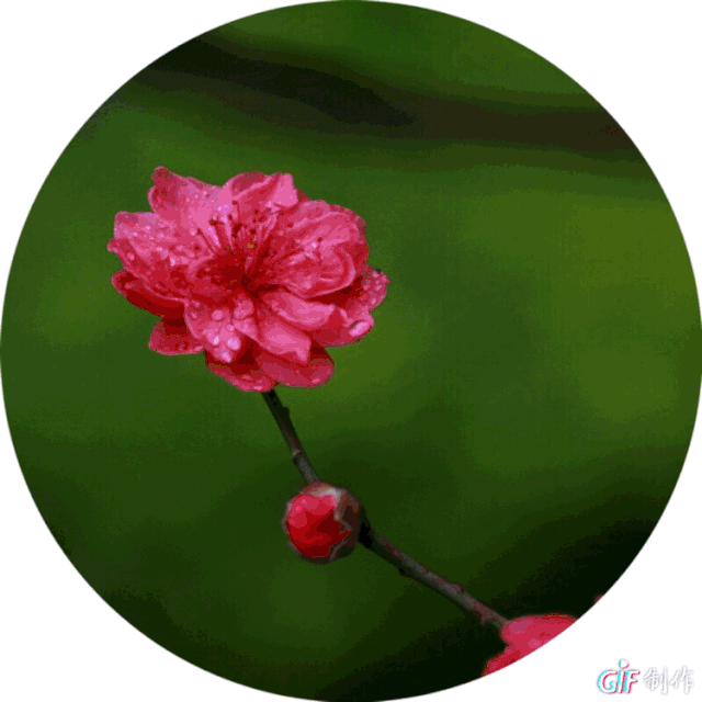 我们把港城春天拍下来送给你!