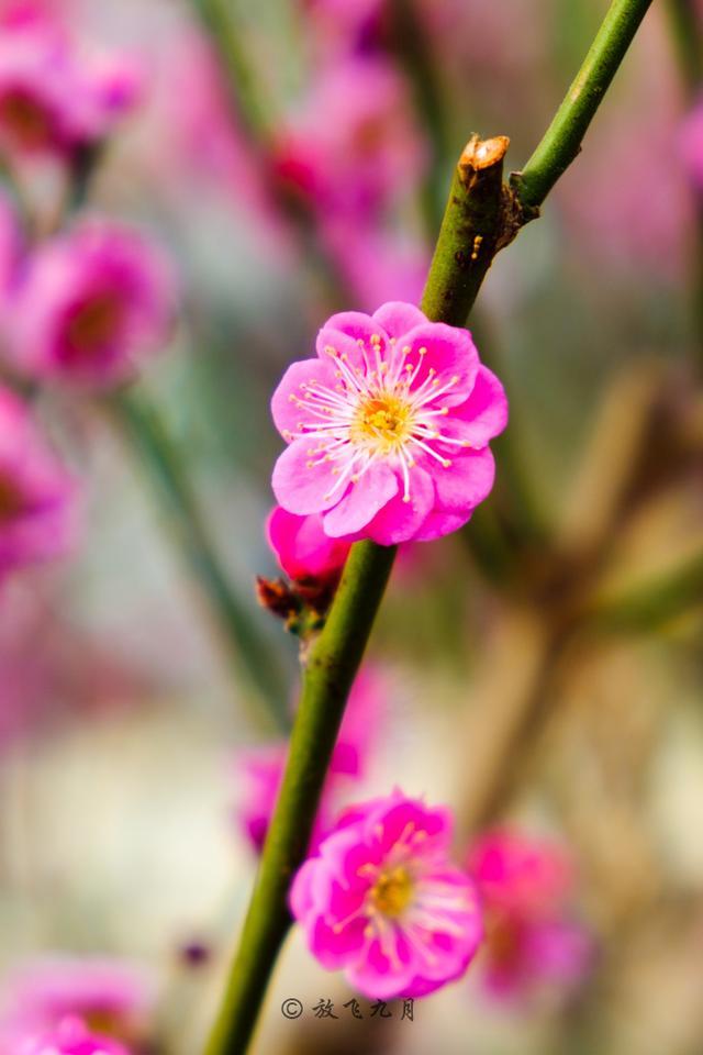 北京春天10个赏花地,看10种鲜花海洋,莫负好春光