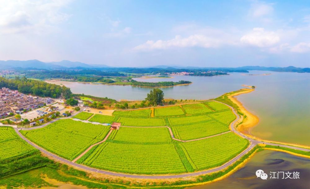 彭伟宗 摄 最近,大塘面村的油菜花开得正旺,从高空上看像铺了一条