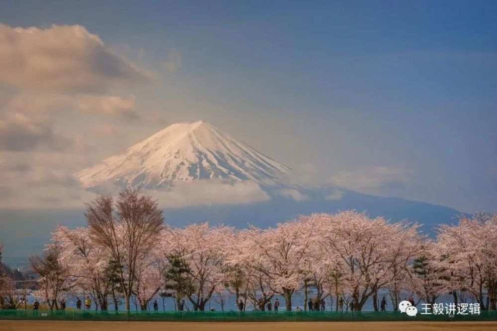 富士山周围是盛开的樱花树和宁静的川口湖.