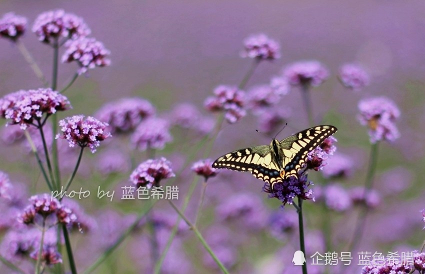 "春回陌上莺啼序,香透园中蝶恋花"的意境,摄影怎么表现?