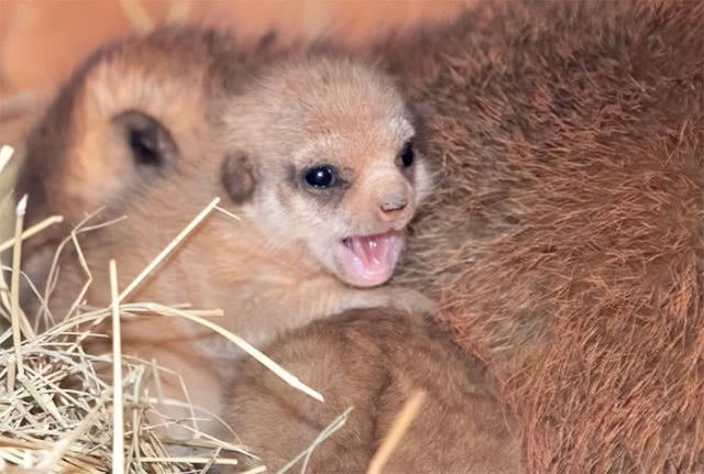 美国动物园分享了一组猫鼬宝宝的照片,太太太太太萌啦