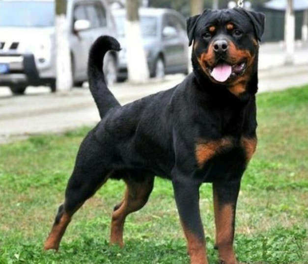 世界第一护卫犬,罗威纳,猛犬中柔情铁汉!