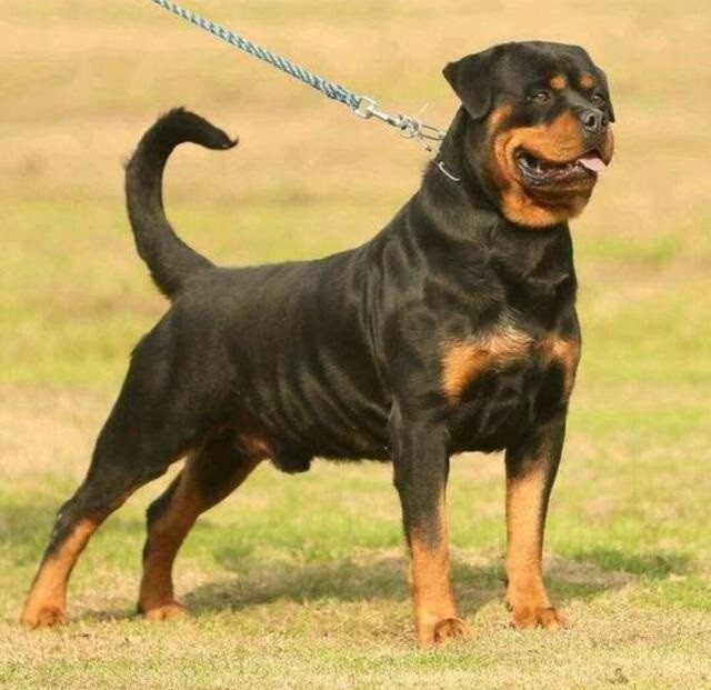 世界第一护卫犬,罗威纳,猛犬中柔情铁汉!