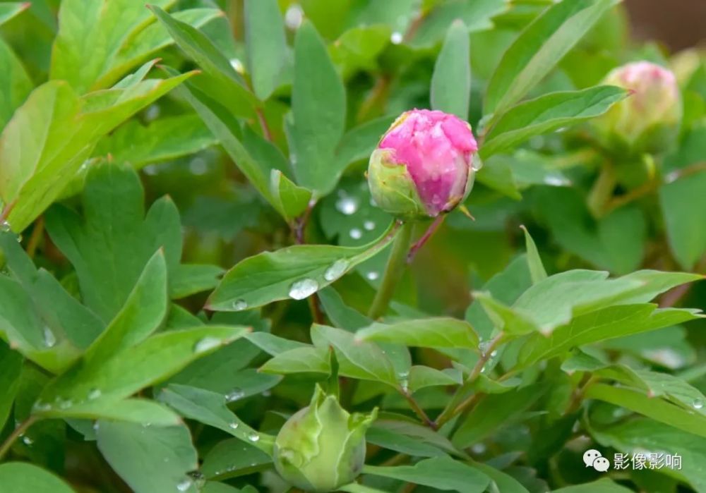 沾满雨露的牡丹花花苞.