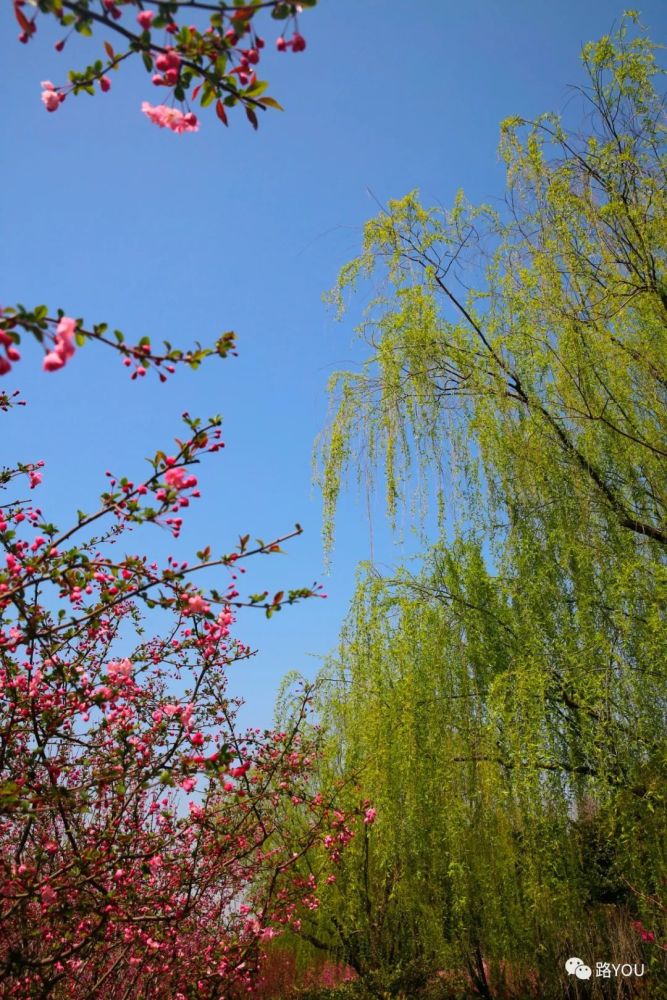 花红柳绿,正是江南好风景