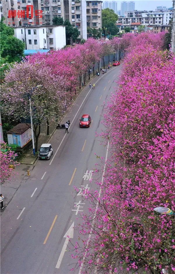 最新一波航拍图发布君给您备好啦 紫荆花和木棉花映衬着柳州网红桥