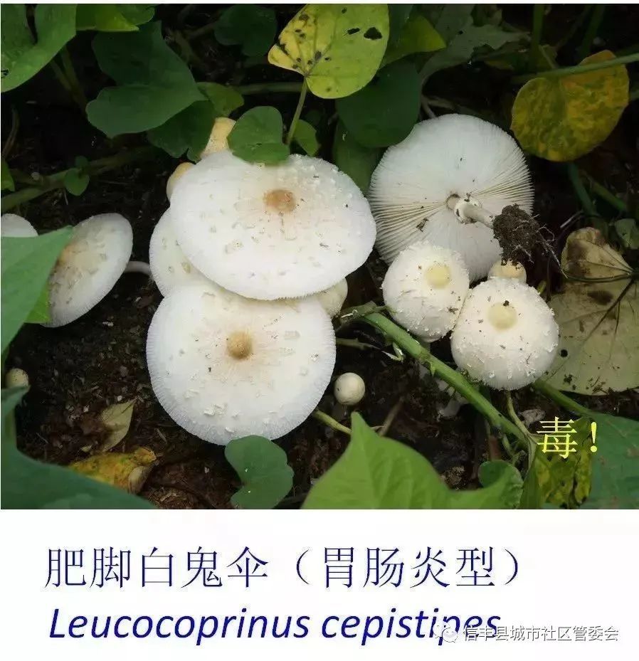 这几种常见的野生蘑菇有毒!
