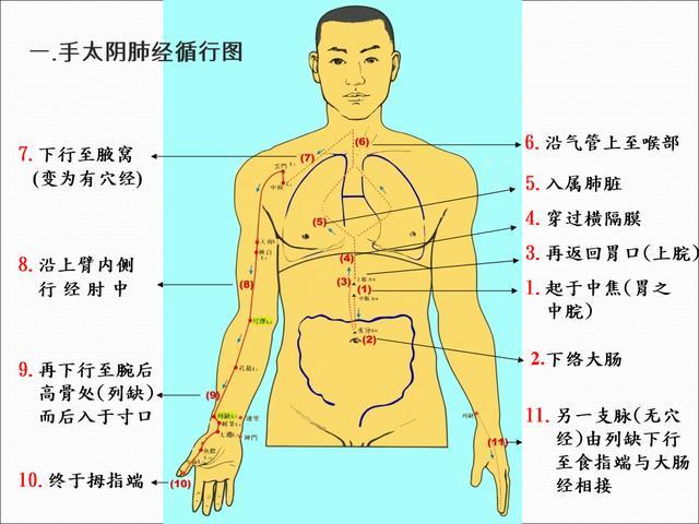 肺朝百脉,故自肺经始