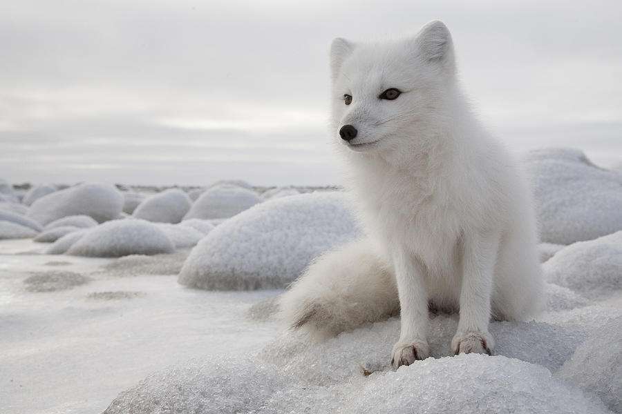 8,北极狐