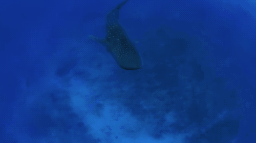 500_281gif 动态图 动图