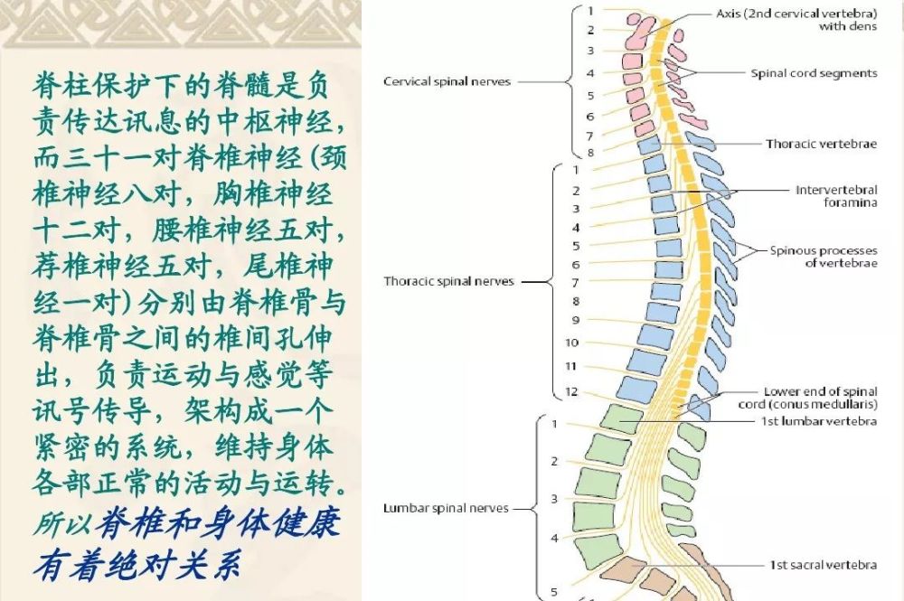 脊柱 万病之源