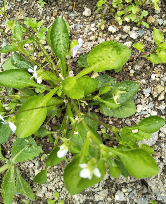 华夏本草中草药识别及功效系列之-匍伏堇