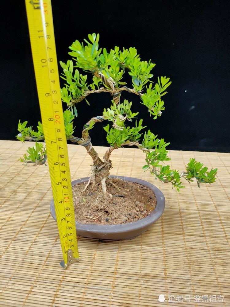 皱皮黄杨,雀舌小叶小品盆景