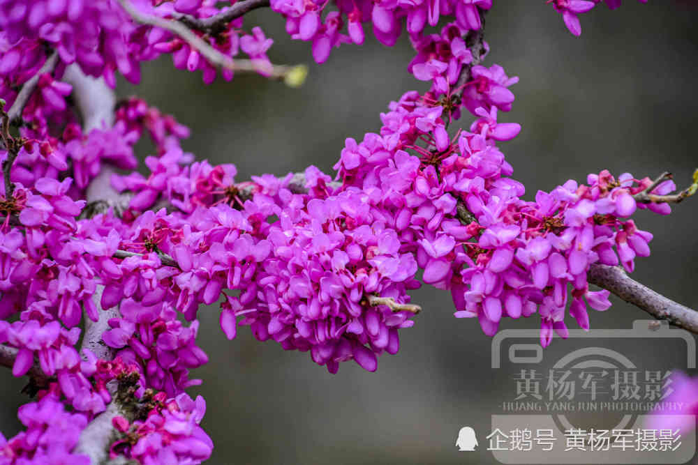 赣州春天动人的花朵,娇艳绽放的紫荆花