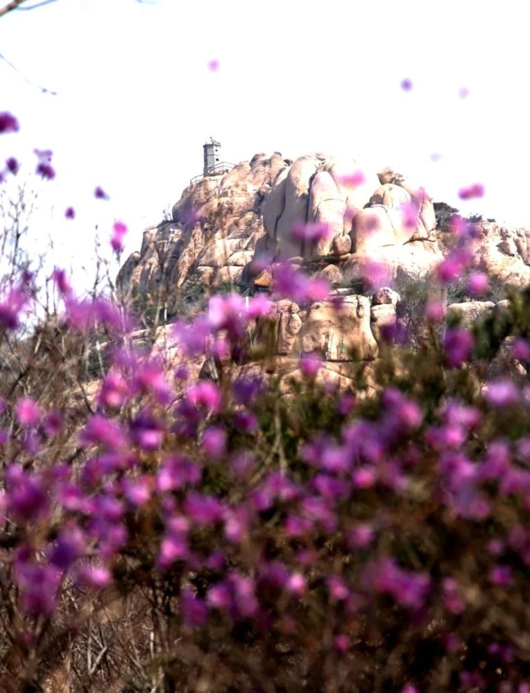 杜鹃花,五莲山旅游风景区,五莲山,九仙山