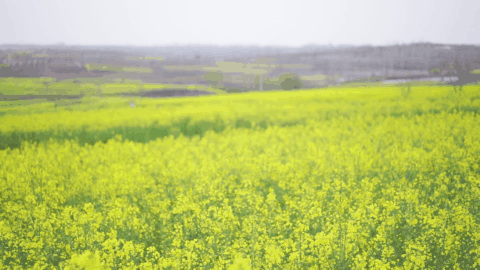 壁纸 成片种植 风景 植物 种植基地 桌面 480_270 gif 动态图 动图