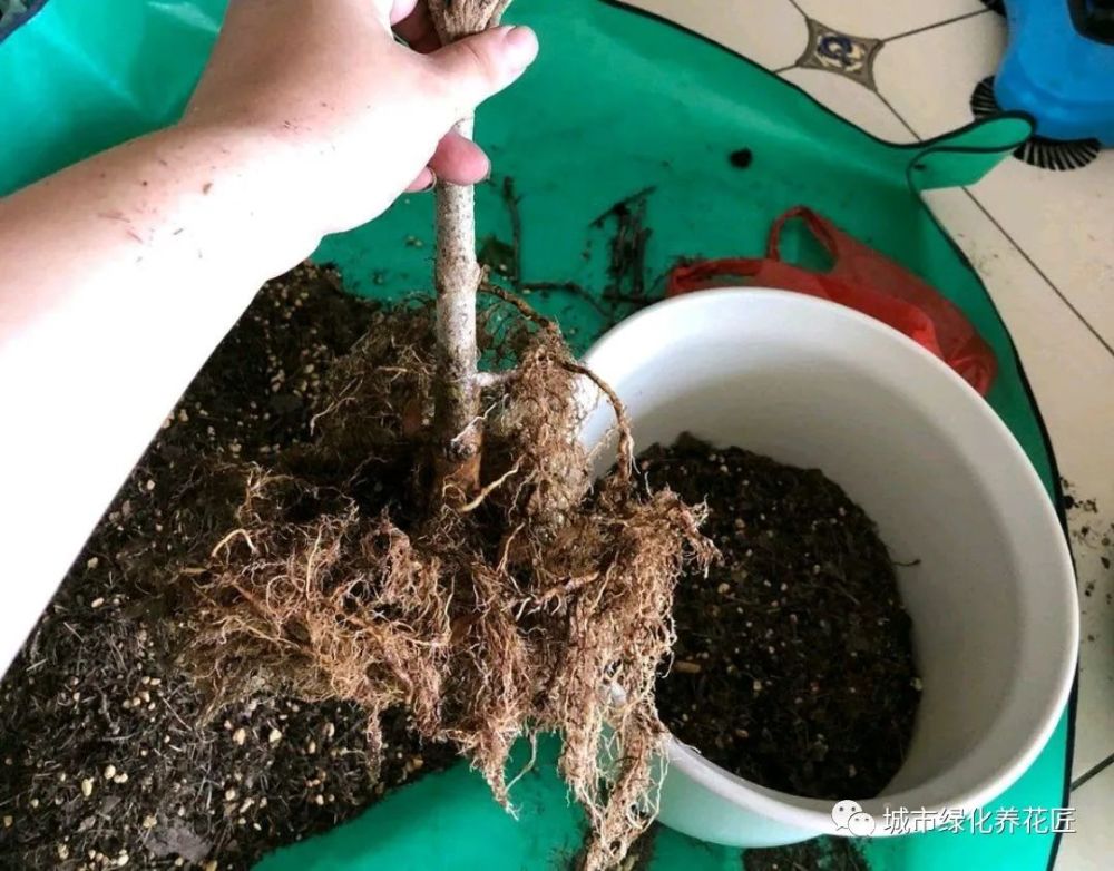 椰糠杜鹃难得养活?要洗根,借助懒人花盆,鹿沼土栽培,养活简单
