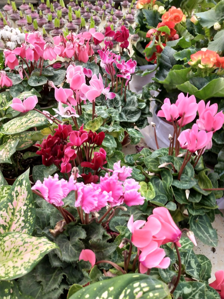 一组漂亮的花花图片