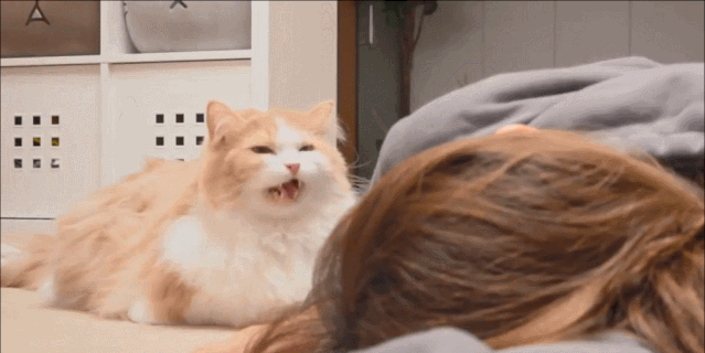 铲屎官在喵星人面前装死,喵星人会有什么反应?