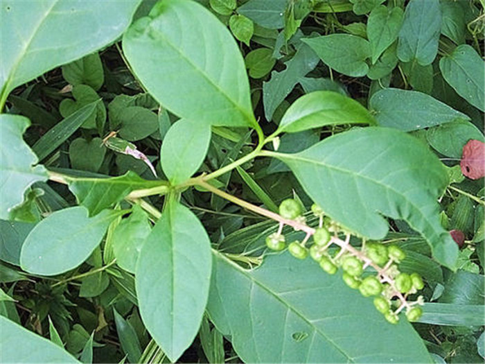 常被误认成"土人参",绿茎叶是上等野菜,过了清明就成草