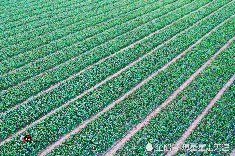临沂重要的大蒜种植示范地,产量5000万公斤,更是当地菜篮子蔬菜基地