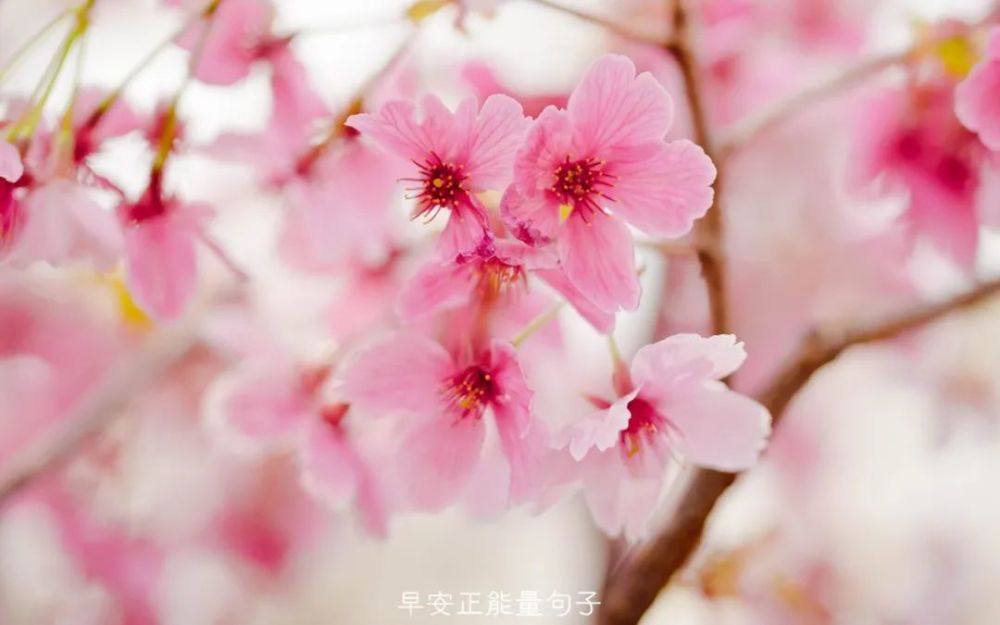 早安心语樱花图片 樱花图片唯美图片句子