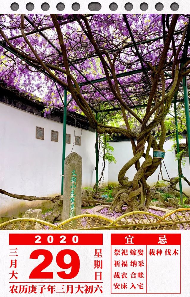 备注:紫藤架下立石碑一块,上刻"文衡山先生手植藤",为清光绪年间苏州
