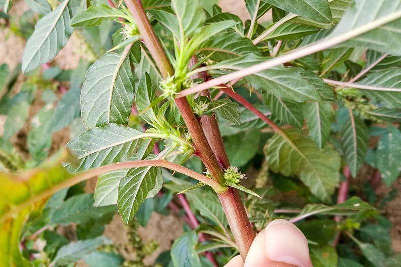 苋菜,刺苋,清热消暑,抗菌消炎,补血菜