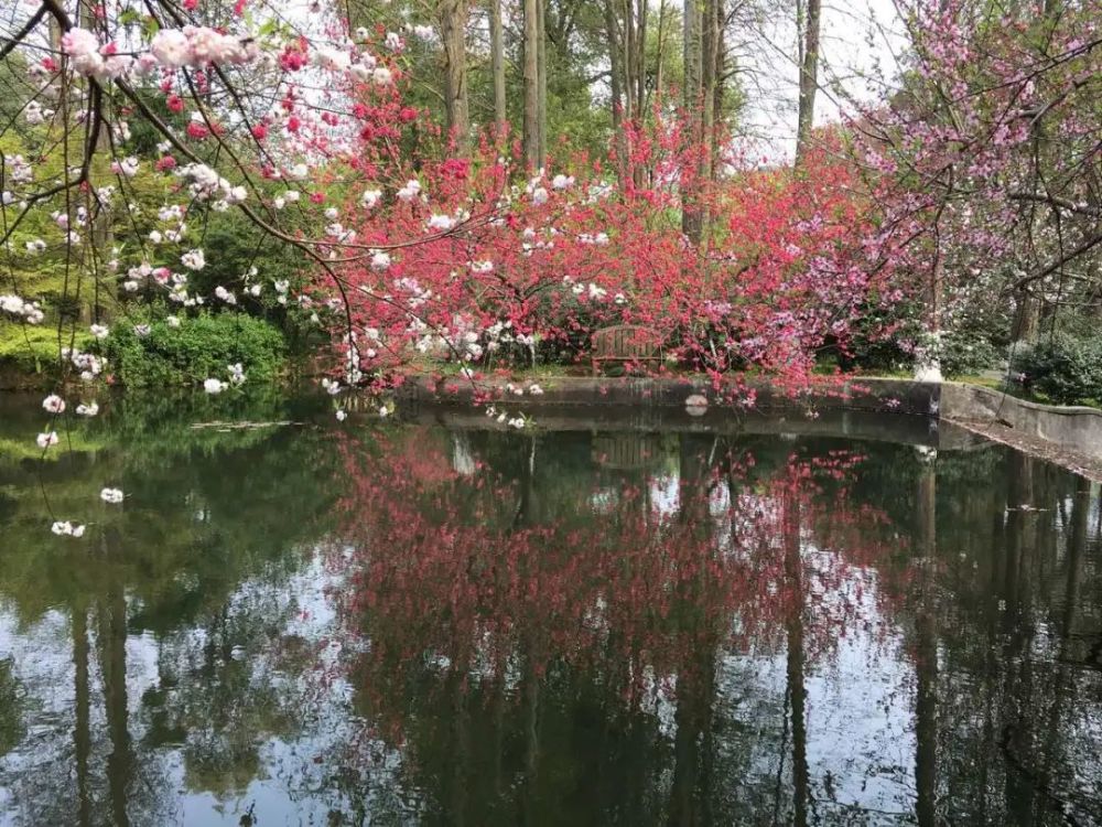 桃花,中国科学院武汉植物园