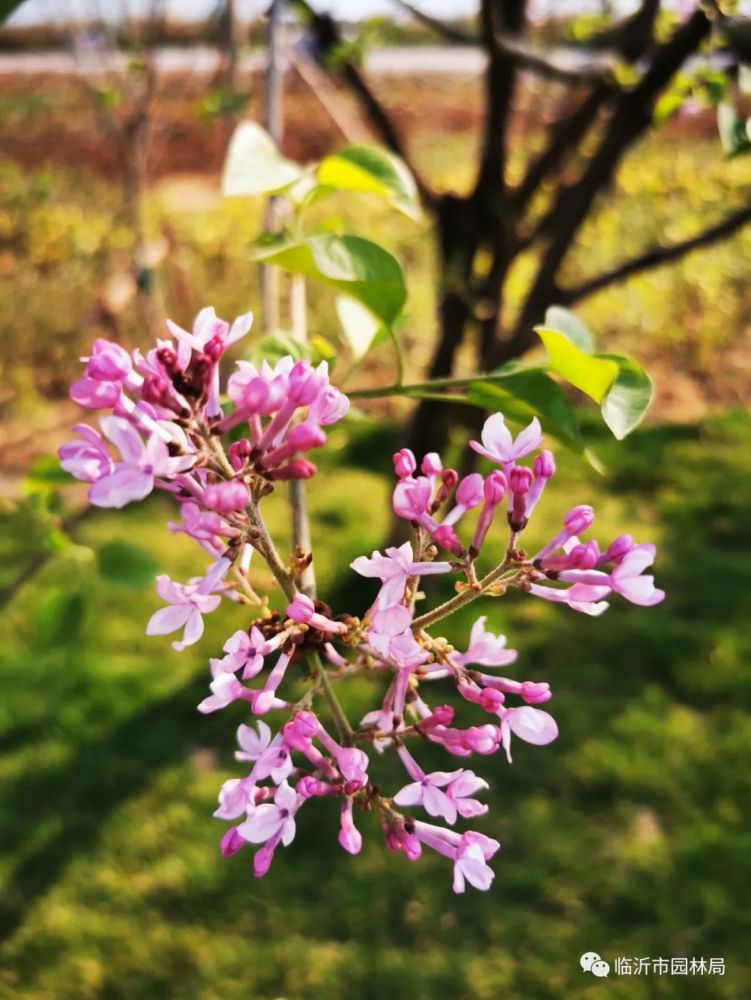 临沂,费县,兰陵县,沂水,油菜花