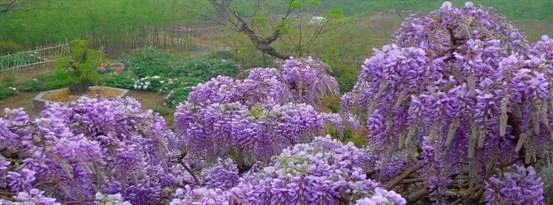 临沂,费县,兰陵县,沂水,油菜花