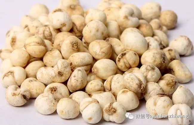 川贝母有什么副作用?