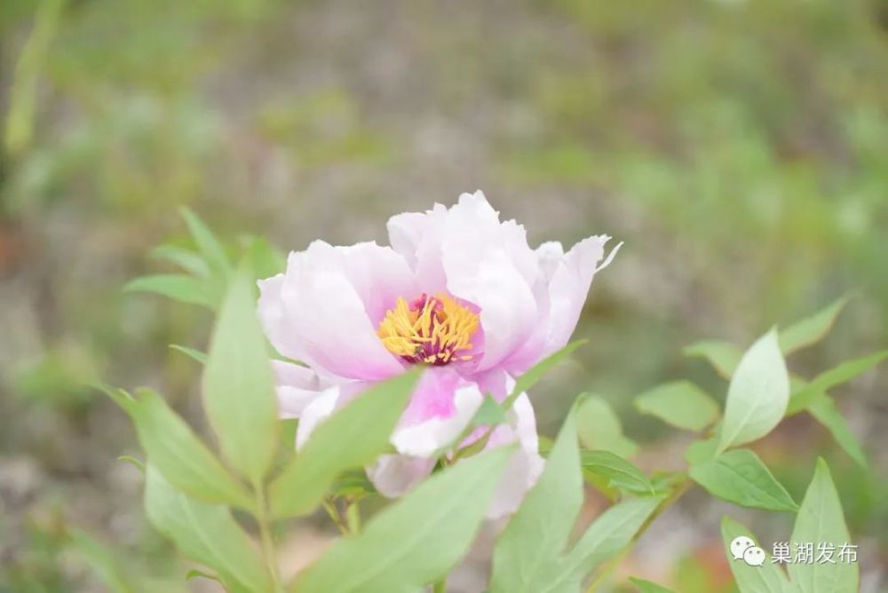 牡丹花,悬崖,巢湖,银屏山