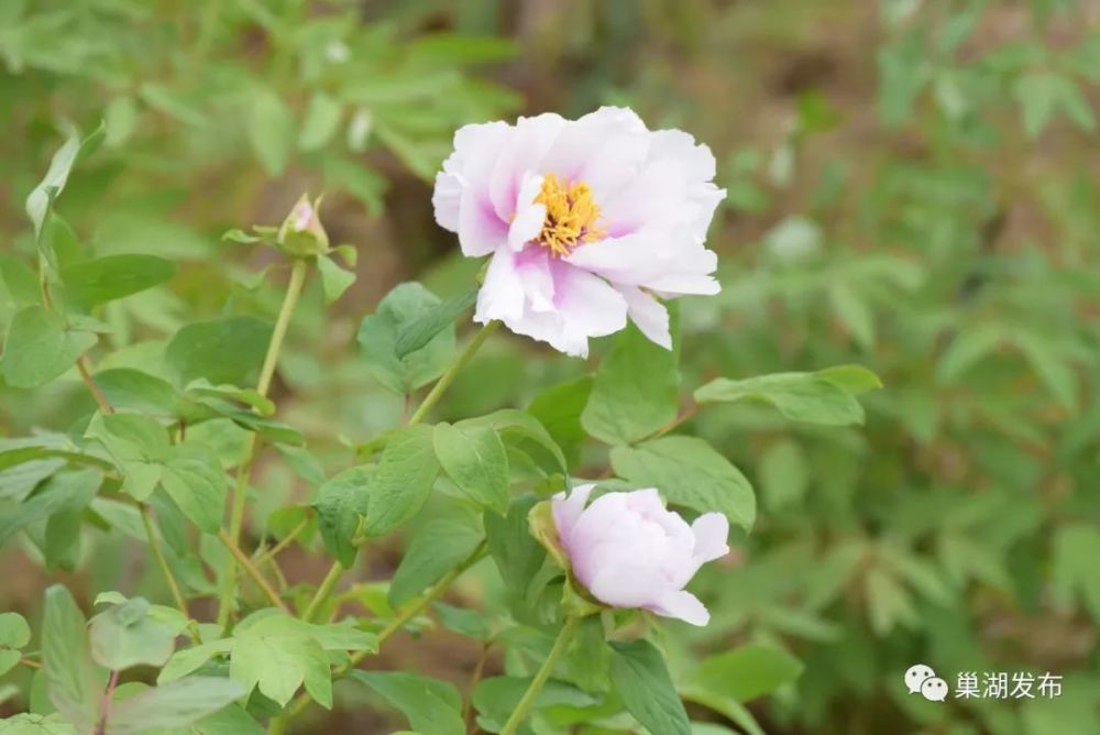 牡丹花,悬崖,巢湖,银屏山