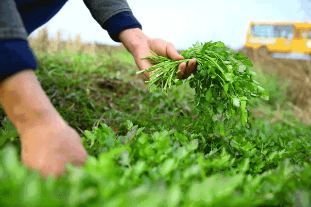 醺上暖暖的柔情 试寻野菜炊春饭 野菜是栖霞人的心头爱 总有那么一