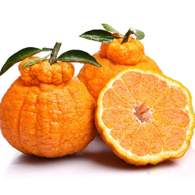 你吃过多少种柑橘?据说,这是世界上最好吃的柑橘